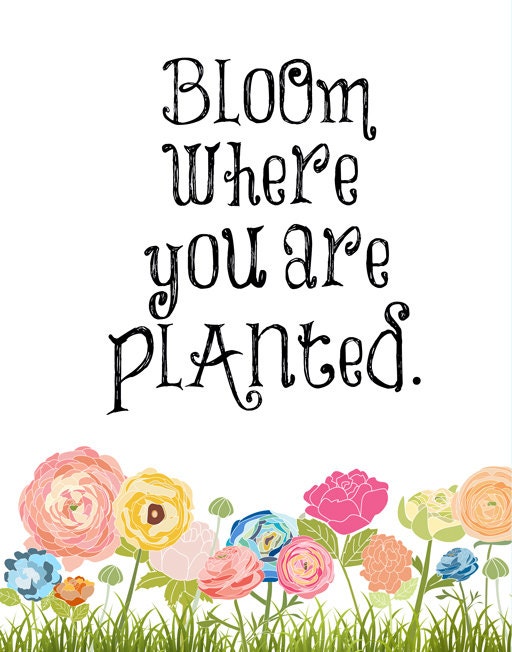 Bloom Where you are Planted 8x10 wall art inspirational flowers quote
