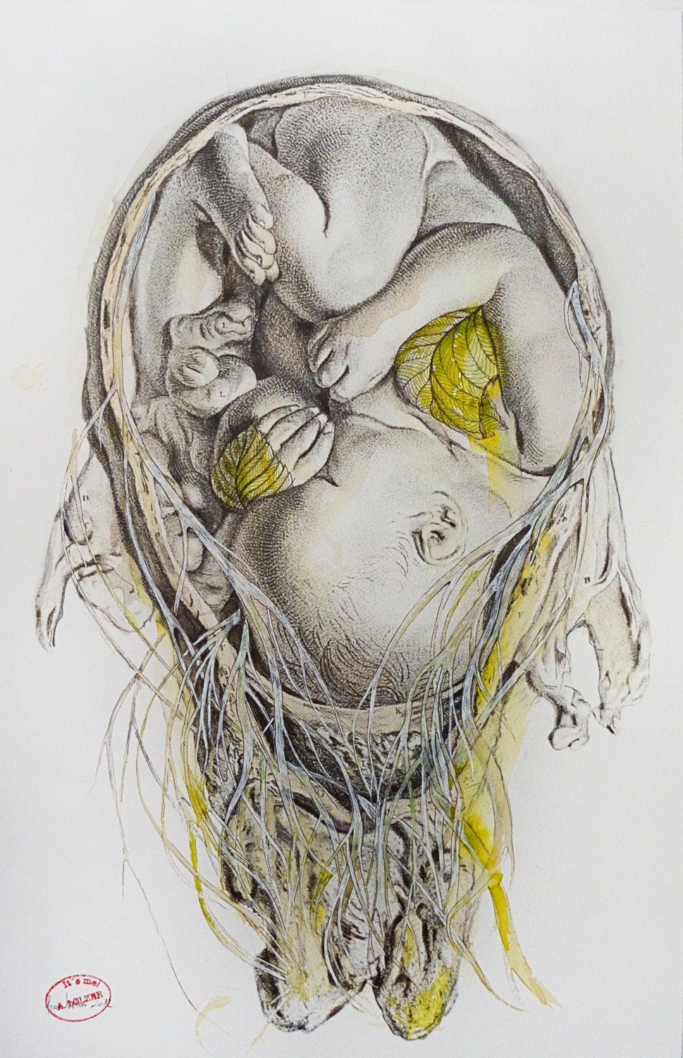 limited edition fine art print , historic anatomy study, baby, birth, leaf, plant