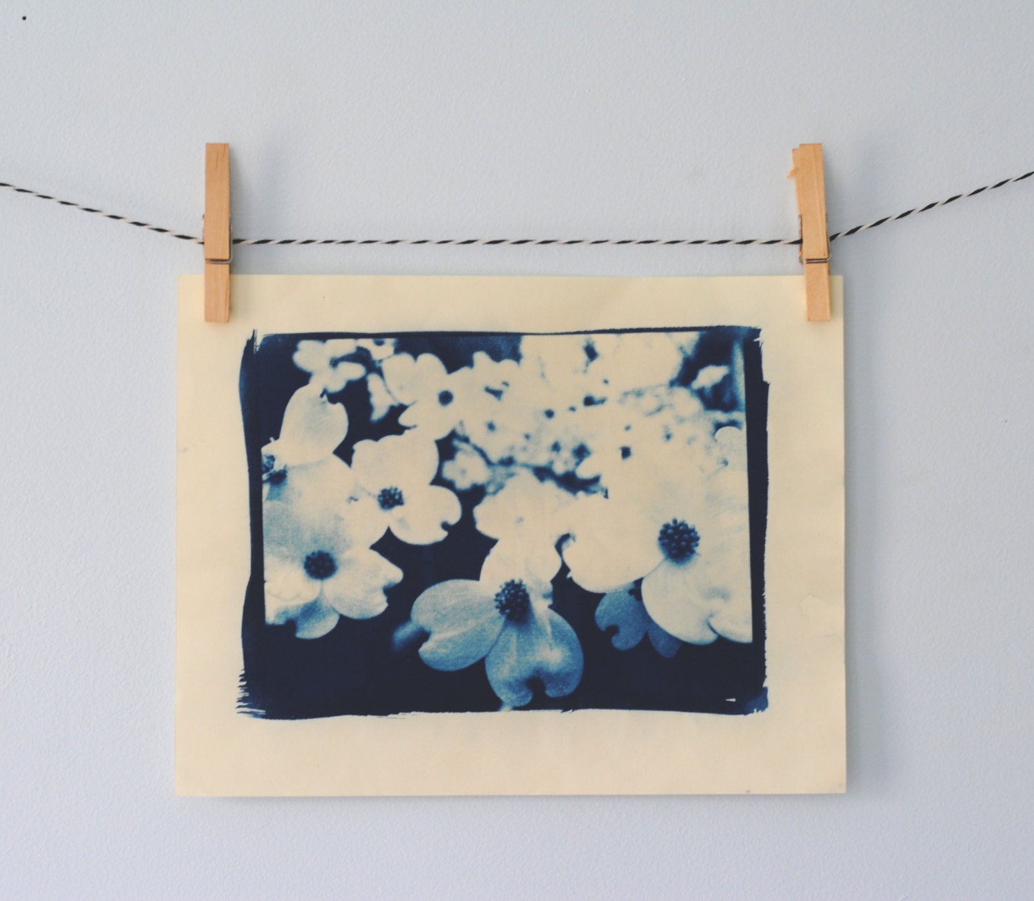 Dogwood Cyanotype