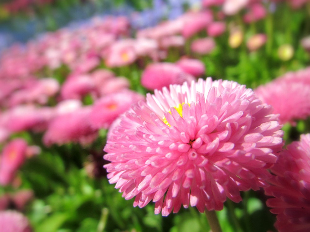 Pink Flowers Photo Art,  Nature Photography File Download
