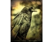 Crow Image, Raven, Aged Art Image, Nature, Bird Crow Print - Vintage Rain