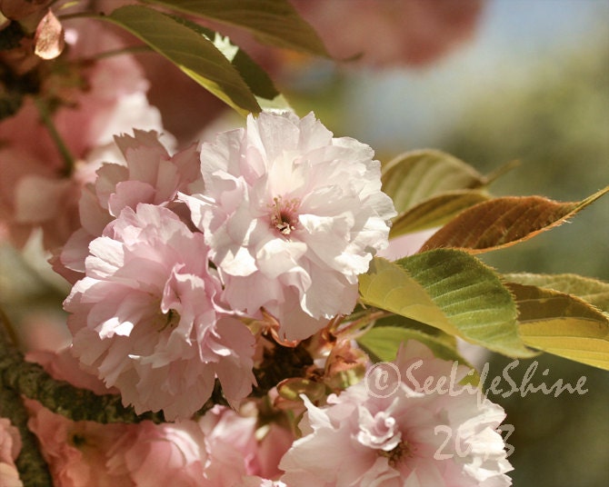 Cherry Blossom Art, Flower Art, Nature photography, Cherry Blossom Photo, Nature Photo, Nature Art -  Where Corsages Grow
