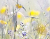 Nature photograph. "Myosotis and buttercups". Pastel.  Wild flower. Pastel. Fine art photography print. 8x8 inches (20x20 cm)