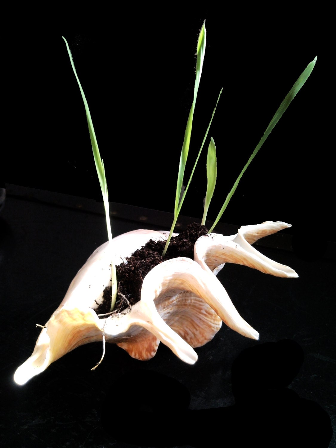 DIY Terrarium Kit Large Natural Seashell