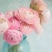 Ranunculus Photography -  Romantic Pink Flowers, Floral Photograph, Shabby Wall Decor