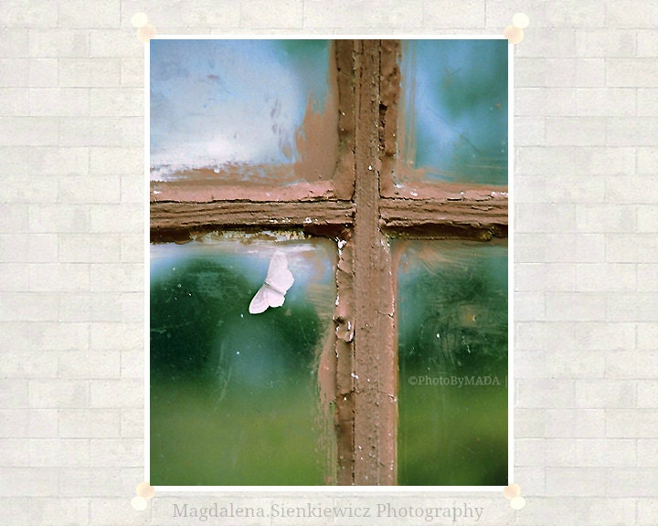 Moth at Window  Rustic Cottage detail Fine Art Photography - Home decor - Gift Idea - PhotoByMADA