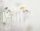 Secret Garden - Flower Photography, Spring, Minimal, Modern, Pale White and Yellow, Feminine, Dreamy, Nature, Daisies Print - EyePoetryPhotography