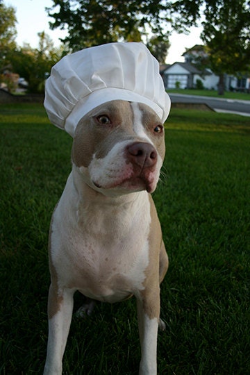 Chef Hat for Dogs by CustomDogJacket on Etsy