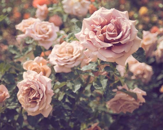 Floral Wall Decor, Rose Garden, Timeless,  Flower Photography, Roses, Nature Photography, Vintage Inspired, Romantic,  Pink, Green, 8x10 - BreeMadden