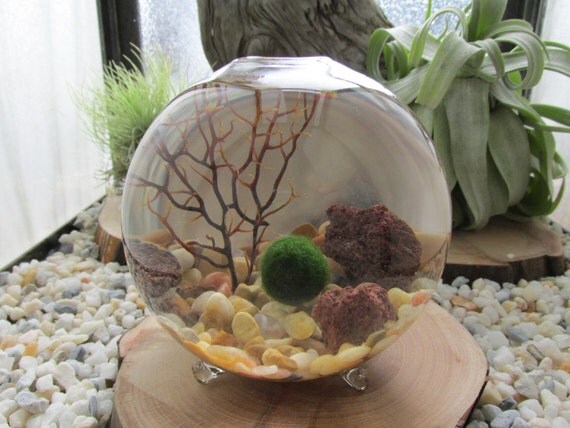 Marimo Terrarium Kit By Midnight Blossom By Midnightinseattle