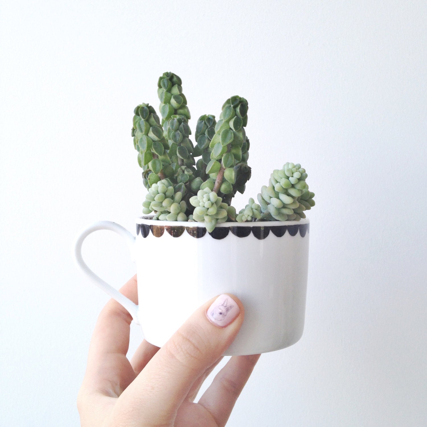 Succulent Kit with Hand Illustrated Teacup Planter - ohNOrachio