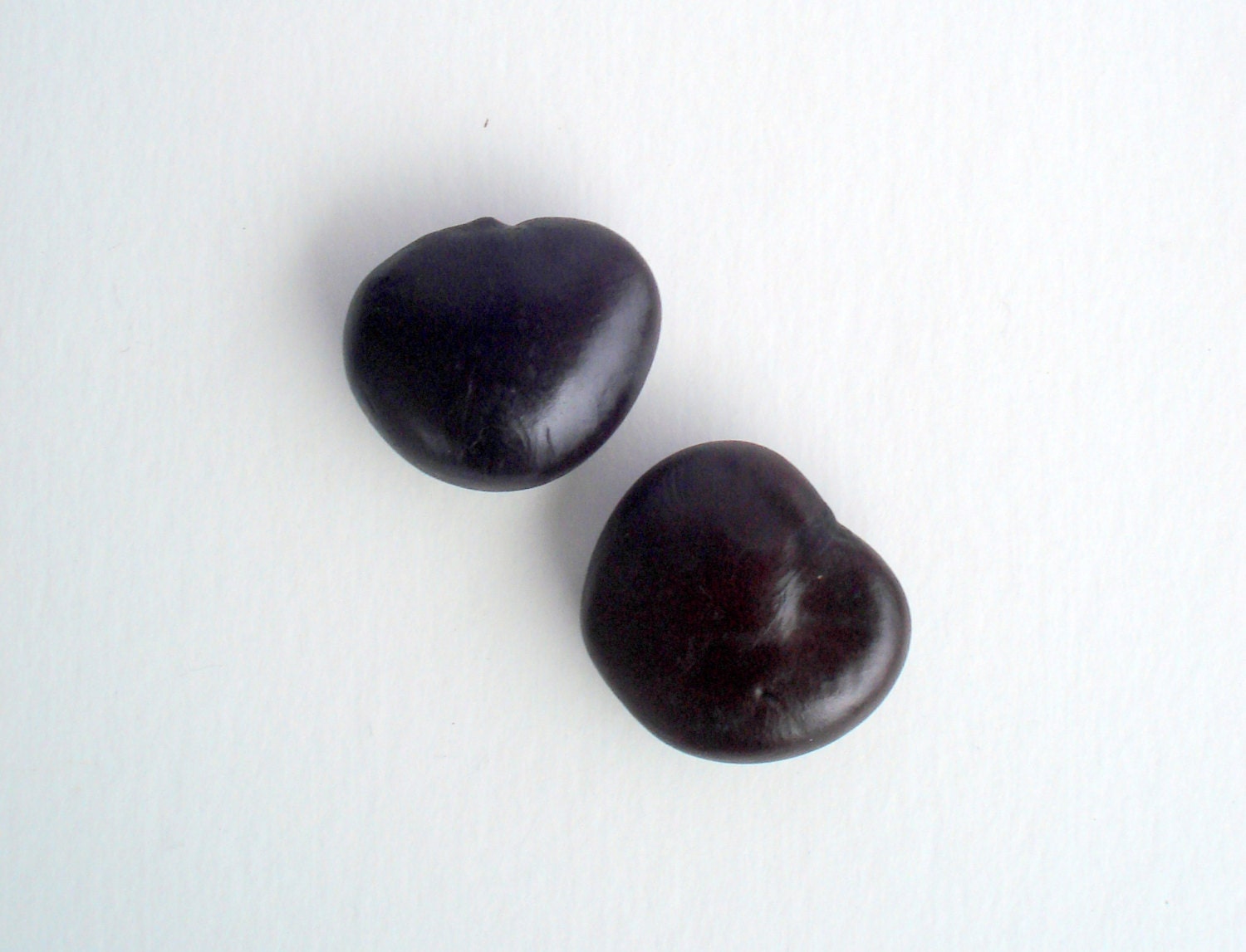 Lucky Sea Bean 2 Sea Beans Only by TwistedAcres on Etsy