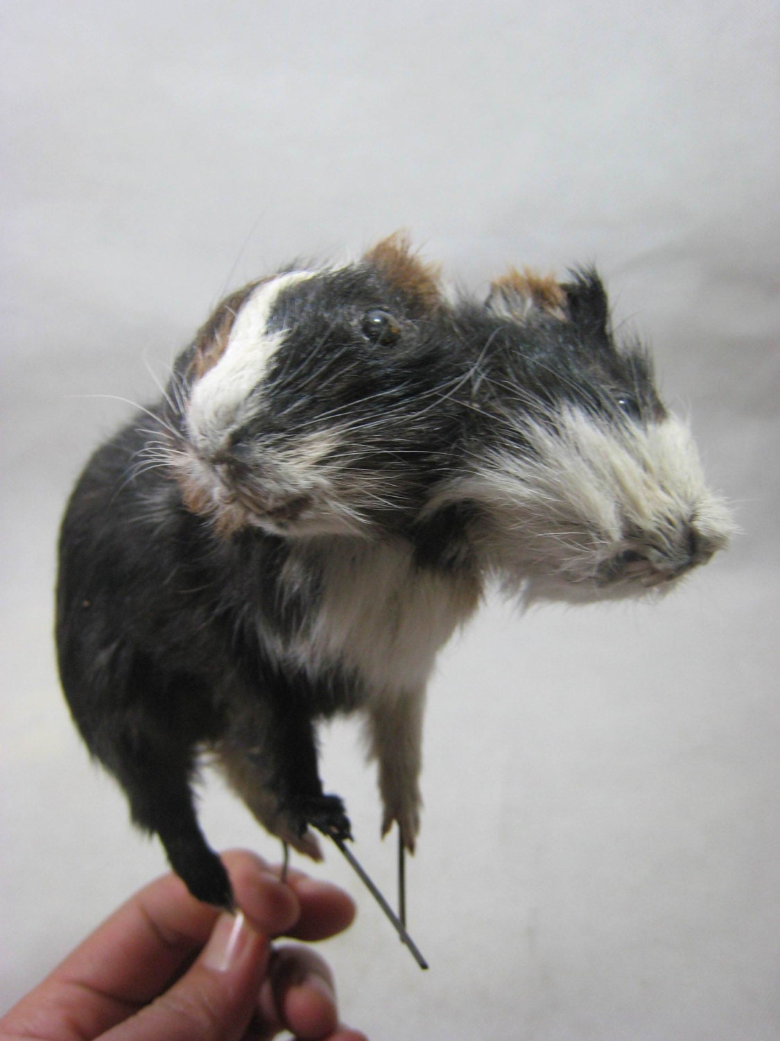 Taxidermy 2 head guinea pig for sale ideal birthday by 8Fancystuff