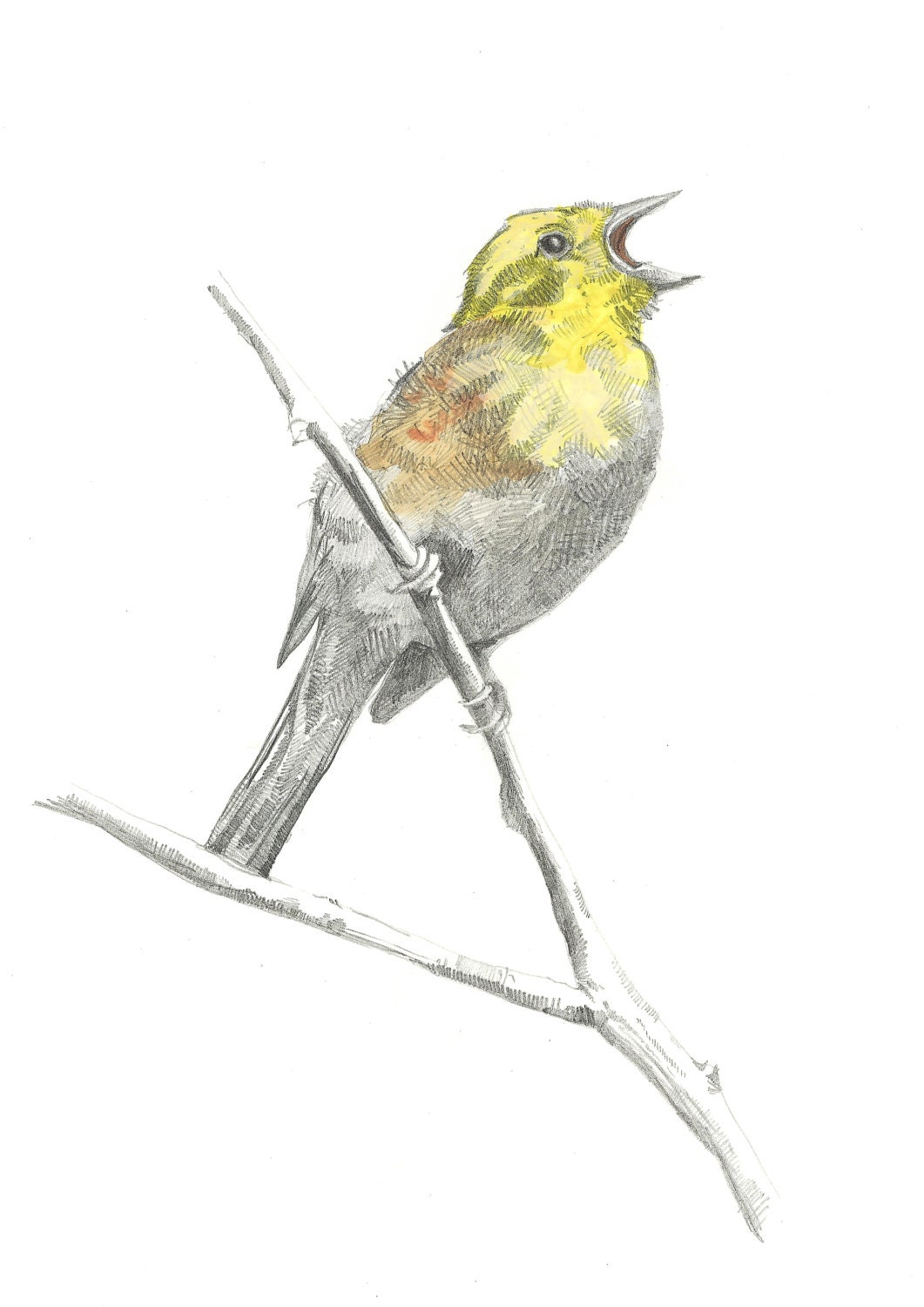 A5 Print Singing Yellowhammer Pencil Drawing by HannahLongmuir
