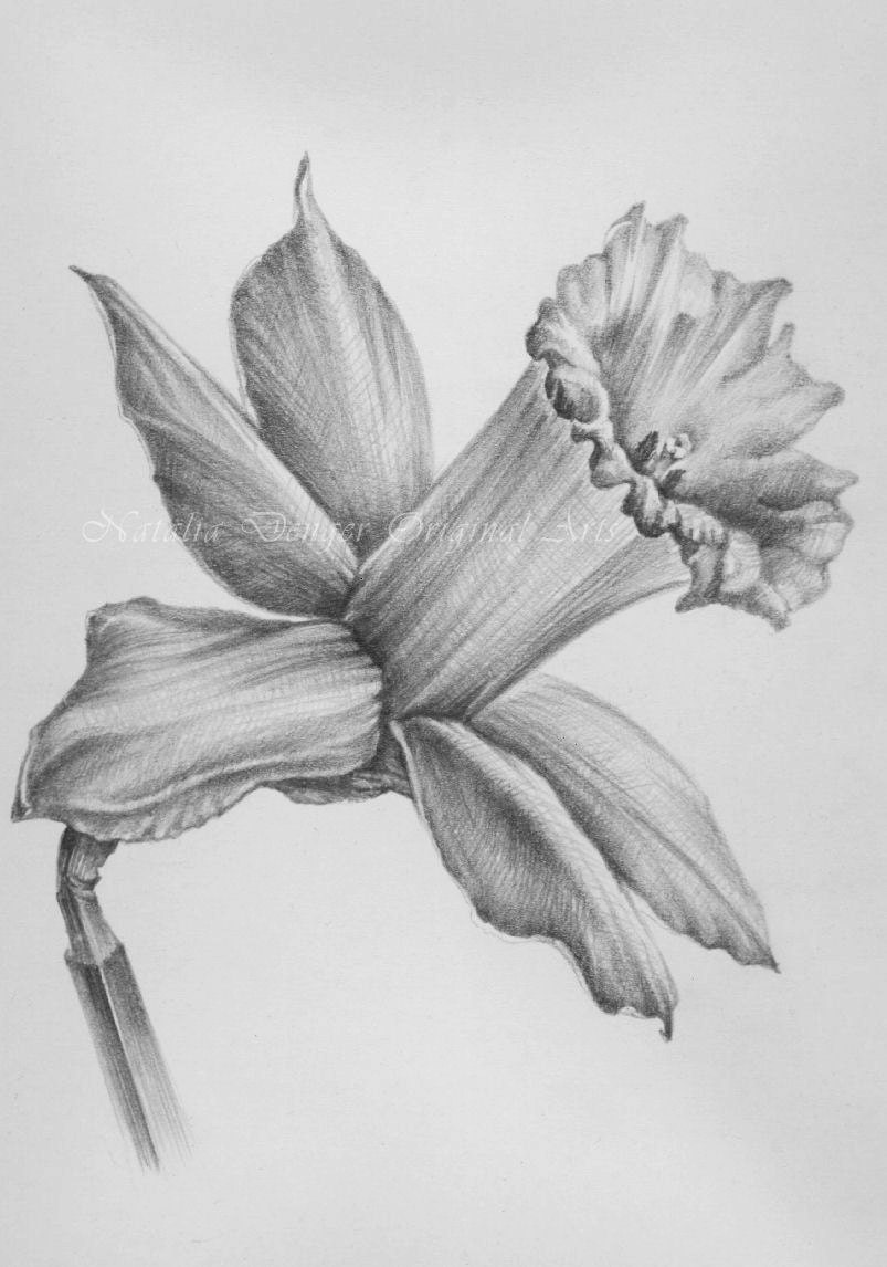 Pencil Drawings: Pencil Drawings Of Flowers