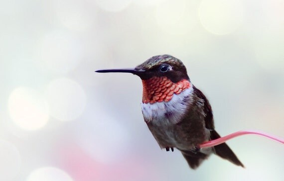 Items similar to Hummingbird Photograph, Black and Red Decor, Bokeh
