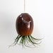LARGE hanging air plant pod planter vase - Stunning Root Beer Celadon