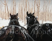 Draft Horse Winter Sleigh Ride Note Cards Set 12 Horses in the Snow Original Art by California Artist Debra Alouise