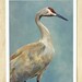 I Need Never Face Humiliation Or Defeat - bird 14 x 11 FINE ART PRINT