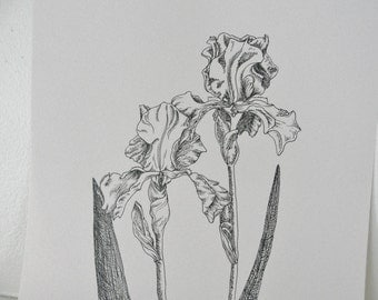Original Ink Drawing, Iris Botanical Drawing, Summer Flower, Pen and Ink, Black on Cream, Iris Art, Flower Illustration 8 x 10