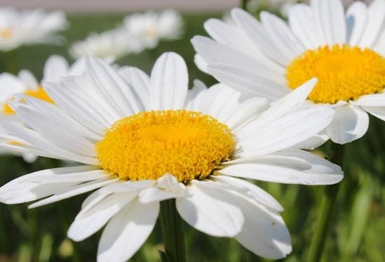 Fine Art Photography 8x10 Photograph Daisies Flower Spring Summer Home Decor, Cottage Decor Nursery Decor