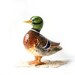 Vintage Lefton Duck Figurine - Mallard - Large Ceramic - Sportsman Hunter