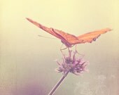 FIne Art Photograph, Orange Butterfly on a Pink Flower, Botanical Garden, Shabby Chic Art, Flutter, Texture, Home Decor, Square 8x8 Print