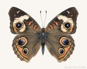 Brown Butterfly Photograph, 8x10 Nature Photograph, Buckeye Butterfly Print, Insect Art, Natural History Print, Earth Tone Entomology Print