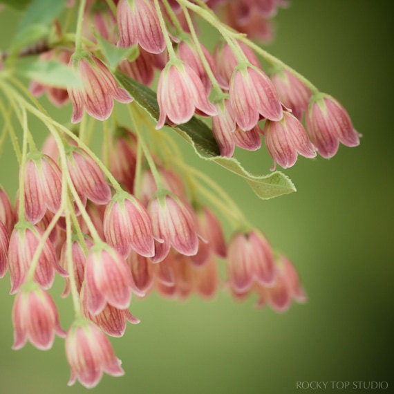 Nature Photography, Spring Flower Photo, Fine Art Photography Print, Pink, Green, Floral Art Print, Flower Wall Art, Girls Room Wall Decor