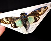 OVERSTOCK: spread Tosena splendida blue real Cicadas