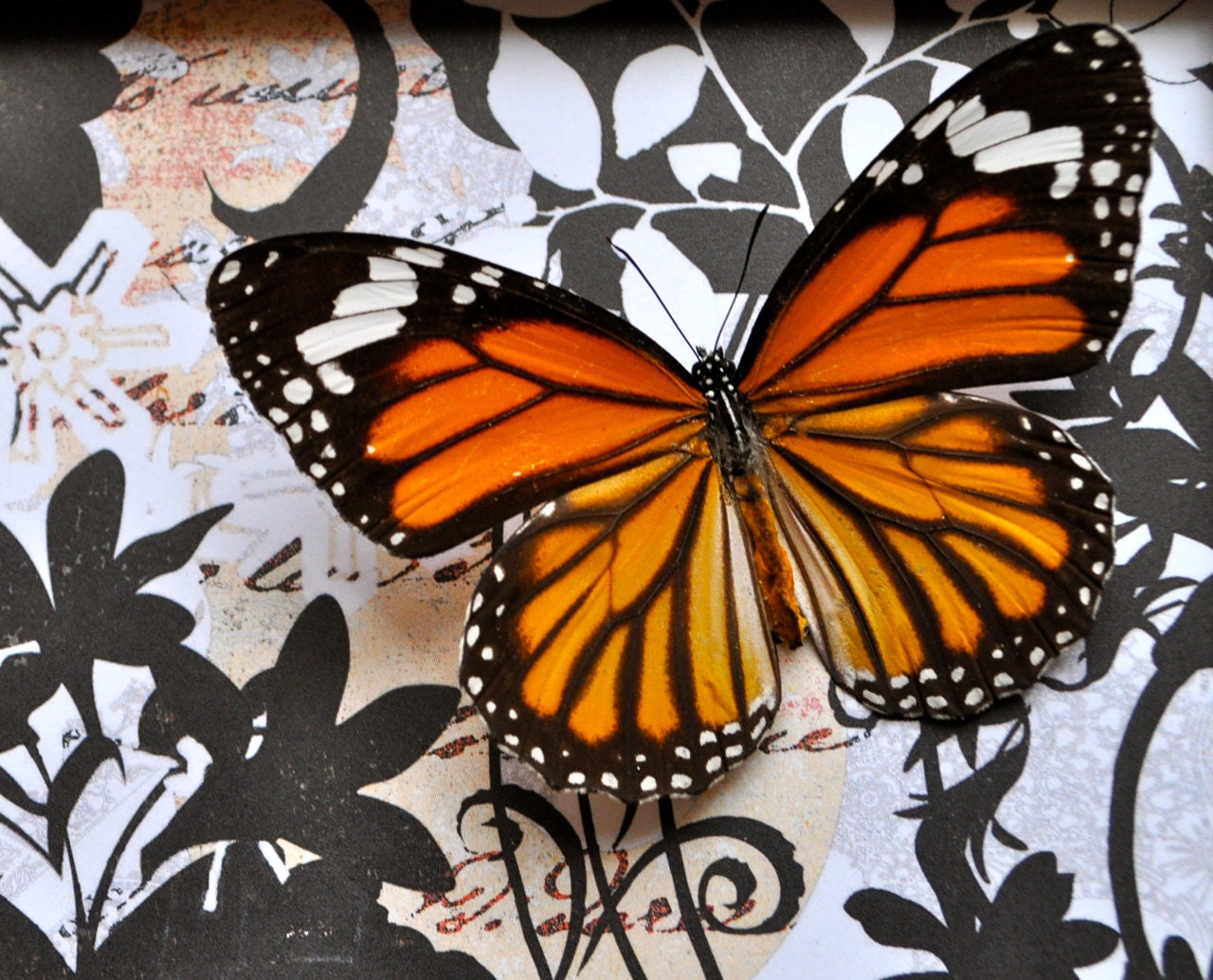 Monarch Butterfly, Spread (Danaus genutia)