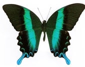 Real Peacock Swallowtail Butterfly, Papilio blumei, Spread and Ready to Mount