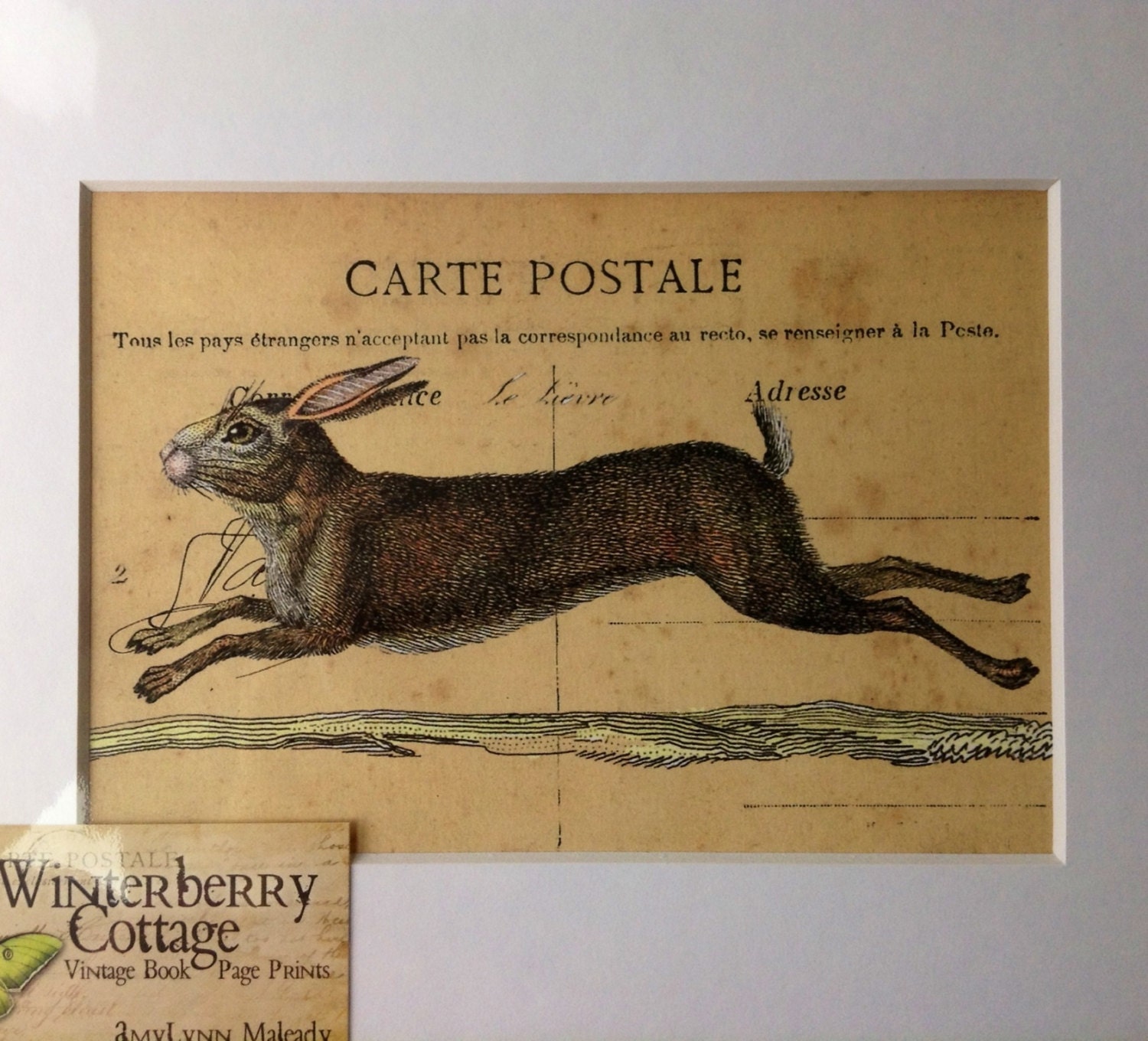 Rabbit, Bunny, Print, Vintage Postcards,  Advertisment