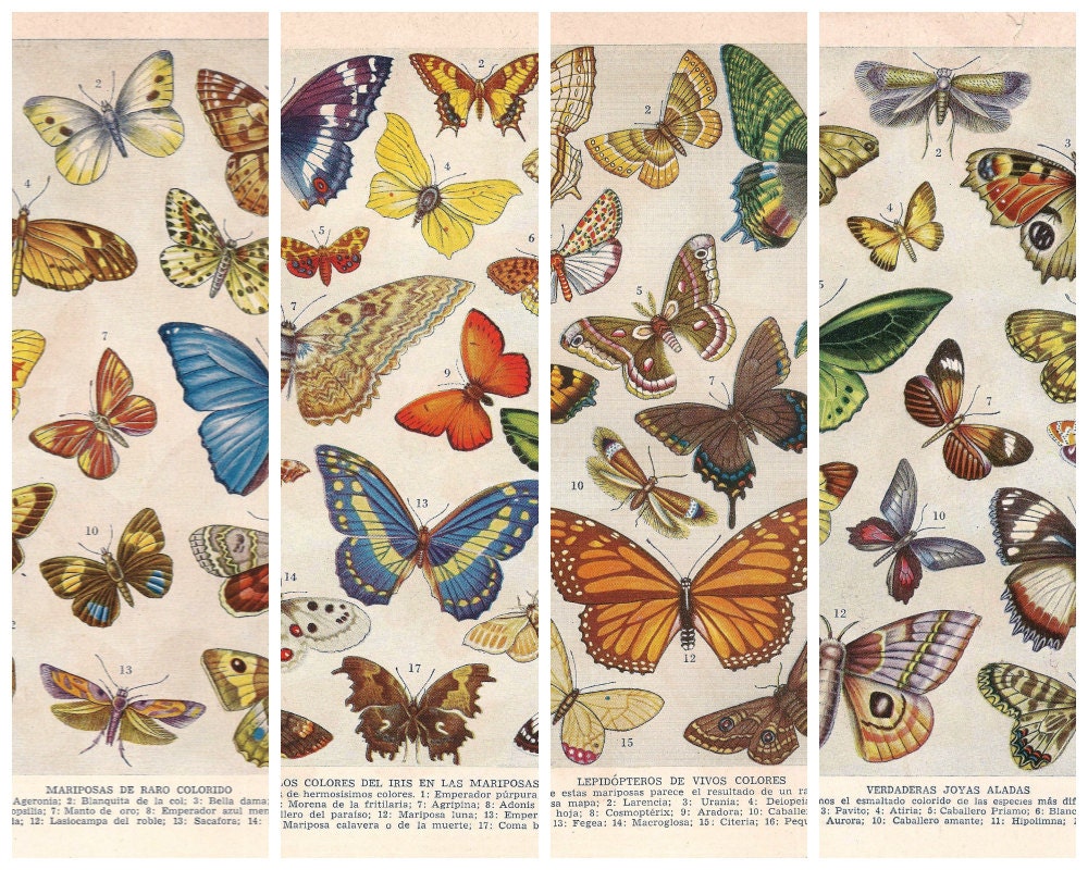 4 Butterfly Vignettes from El Tesoro de la Juventud - Digital Images