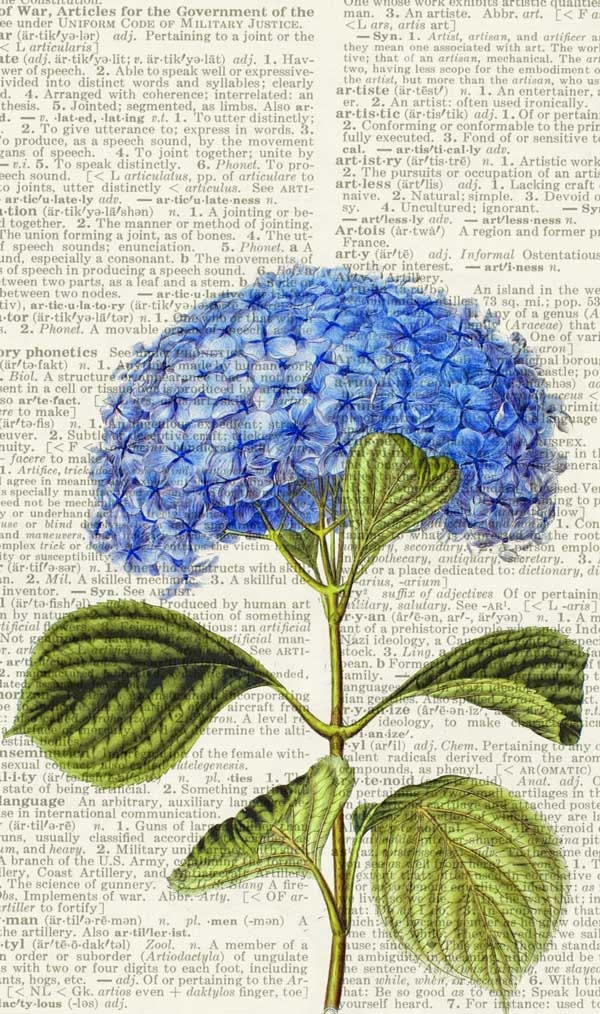 hydrangea - vintage artwork printed on page from old dictionary