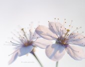 5x7 inches Fine Art Photograph - Original Signed Photo - First blooms of spring - Cherry tree blossoms - Soft pastel nursery wall art
