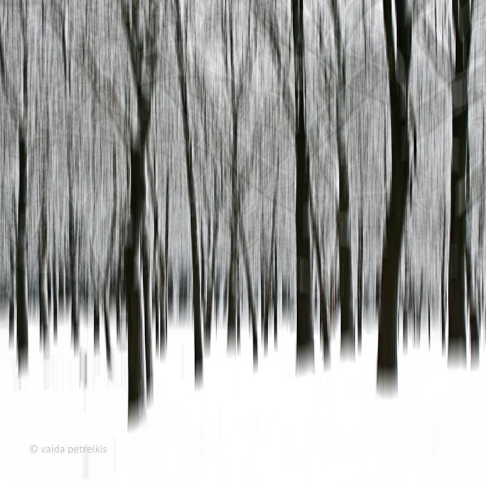 From the series "Nature Graphics": "About Trees" - Original Signed Fine Art Photography Print 6x6 inches (15x15 cm)