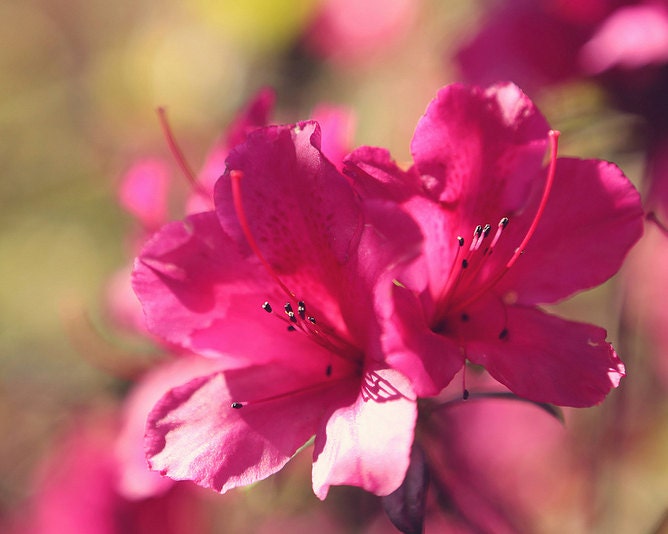 Pink Azalea Flower Photography - Nostalgic - Nostalgia - Retro Photograph - Fuschia - Flower Macro 8x8 OR 8x10