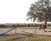 Lone Country Horse - 11x16 Fine Art Print - Nostalgic - Nostalgia - Farm Farmland