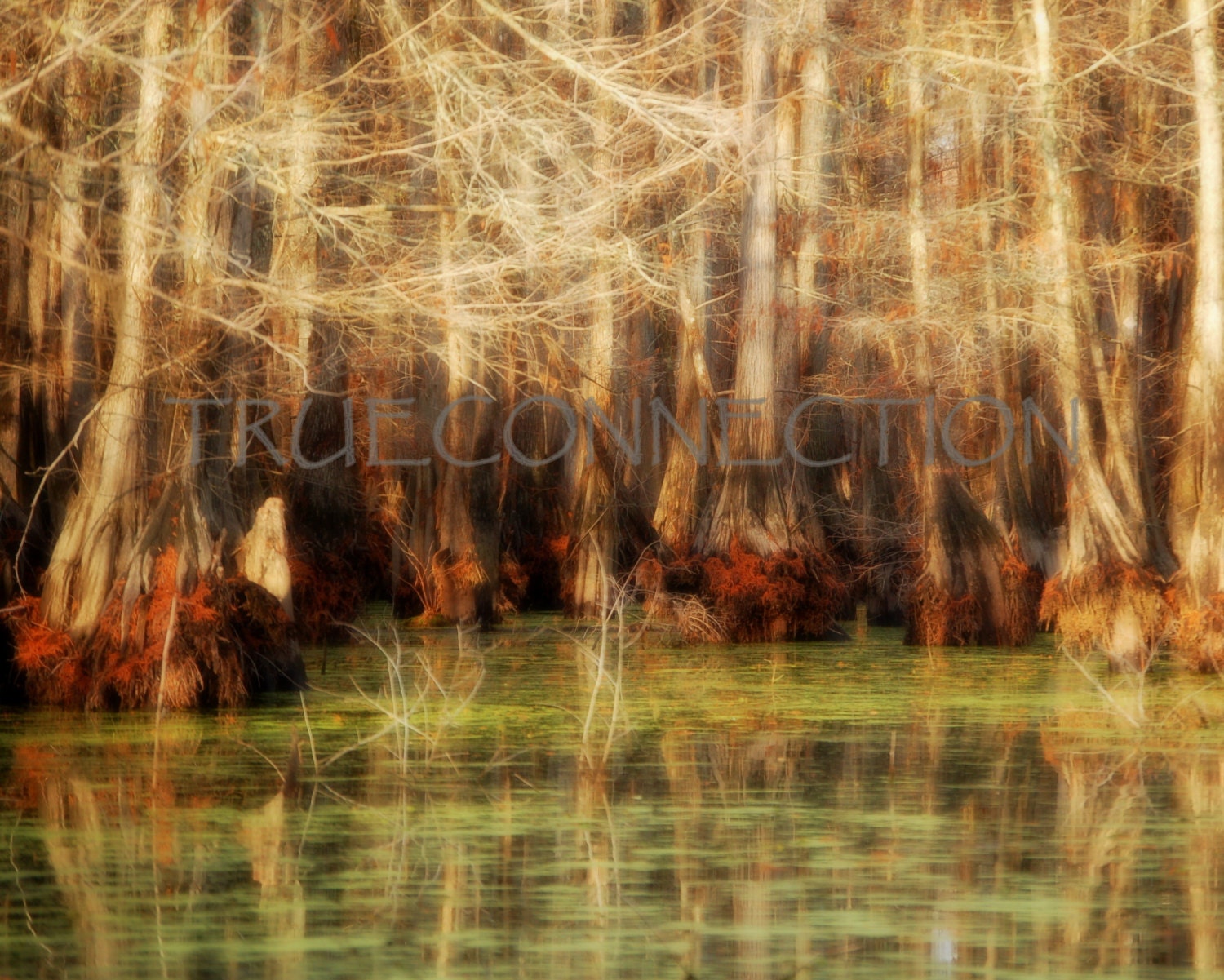 Bayou Wall Art Photography Swamp Art. Tree Moss on Water. 8x10 Cabin Wall Art Louisiana Swamps Fine Art Photos Lake House Decor 113