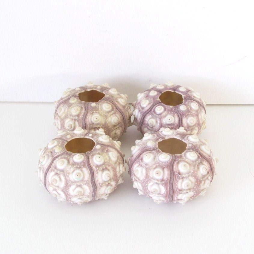 Sea Urchins Sputnik Set of 4 Natural