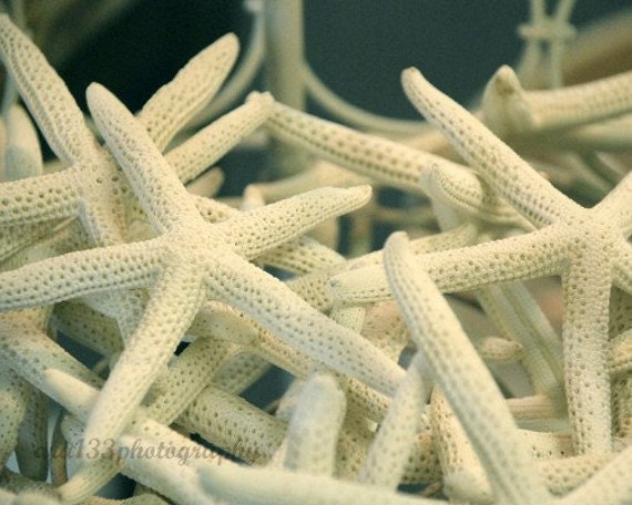 50% OFF SALE-Starfish Photograph, Nature Photo, Ocean Photography,  Nautical Picture, White, Grey, Blue, 8x10 inch Print -White Stars