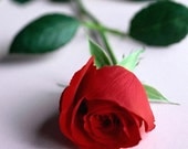 Pure Rose Soap, Perfume Oil, Body Butter MUST HAVE SET