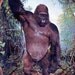 Vintage Oversized Gorilla Postcard 1950s Saint Louis Zoo