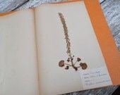 Vintage 1950 French herbarium Craculacees Ombilic