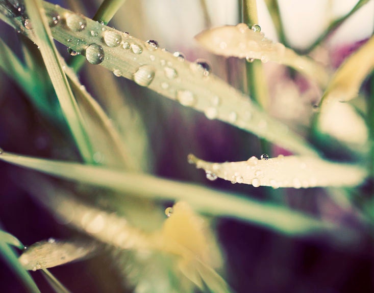 Spring Photography, Droplets, 8x10 Print, Nature Photo, Green Grass, Raindrops, Water Drops