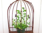 Super Tweet... Vintage Wrought Iron Rusty Metal Birdcage Bird Cage Shelf