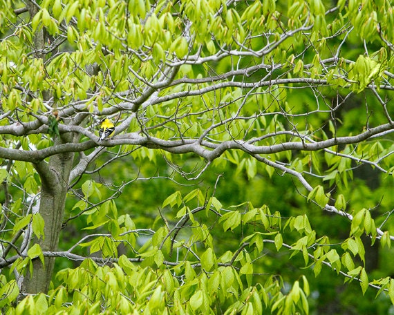 Goldfinch Bird Photo, woodland animal, yellow green gray nature wall art  fine art photograph 8x10 - Hello Yellow Bird