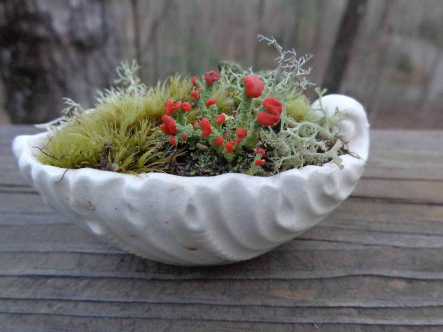 Fairy  Boat Moss Terrarium Garden Zen   Lilliputian Vintage White Ceramic Cup Bowl White Shell Nautical