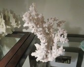 RESERVED for Kathryn Free Standing Rare White Octopus Coral